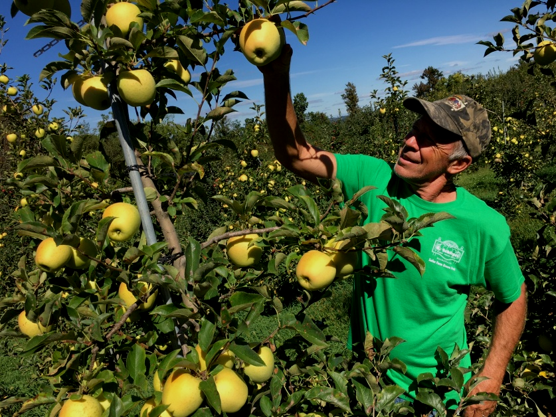 Karl Schlegel looking at apples.png