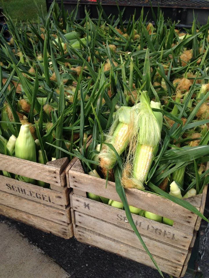 sweet corn.jpg