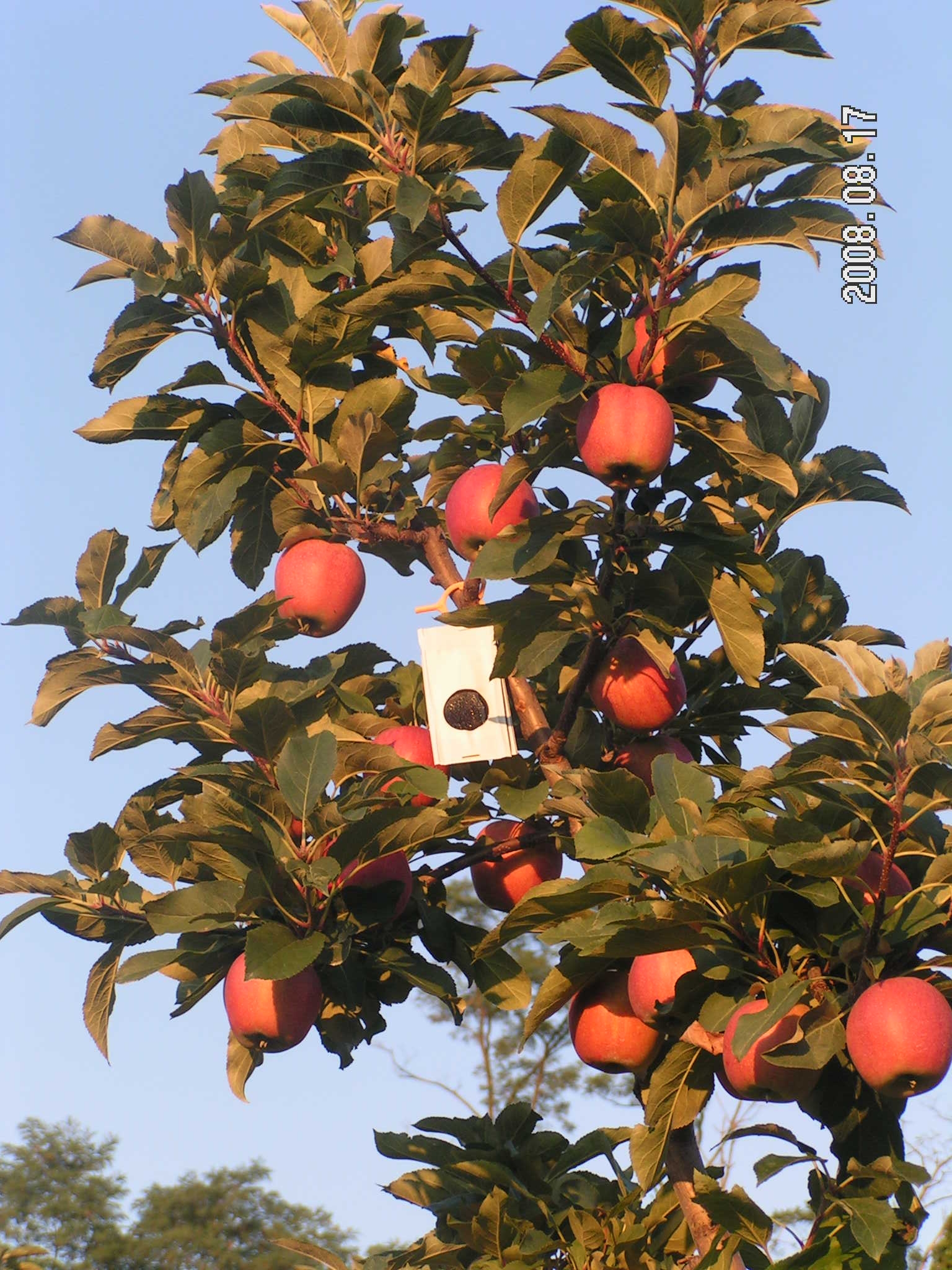 "Flag Style" pheremone dispenser in apple tree.
