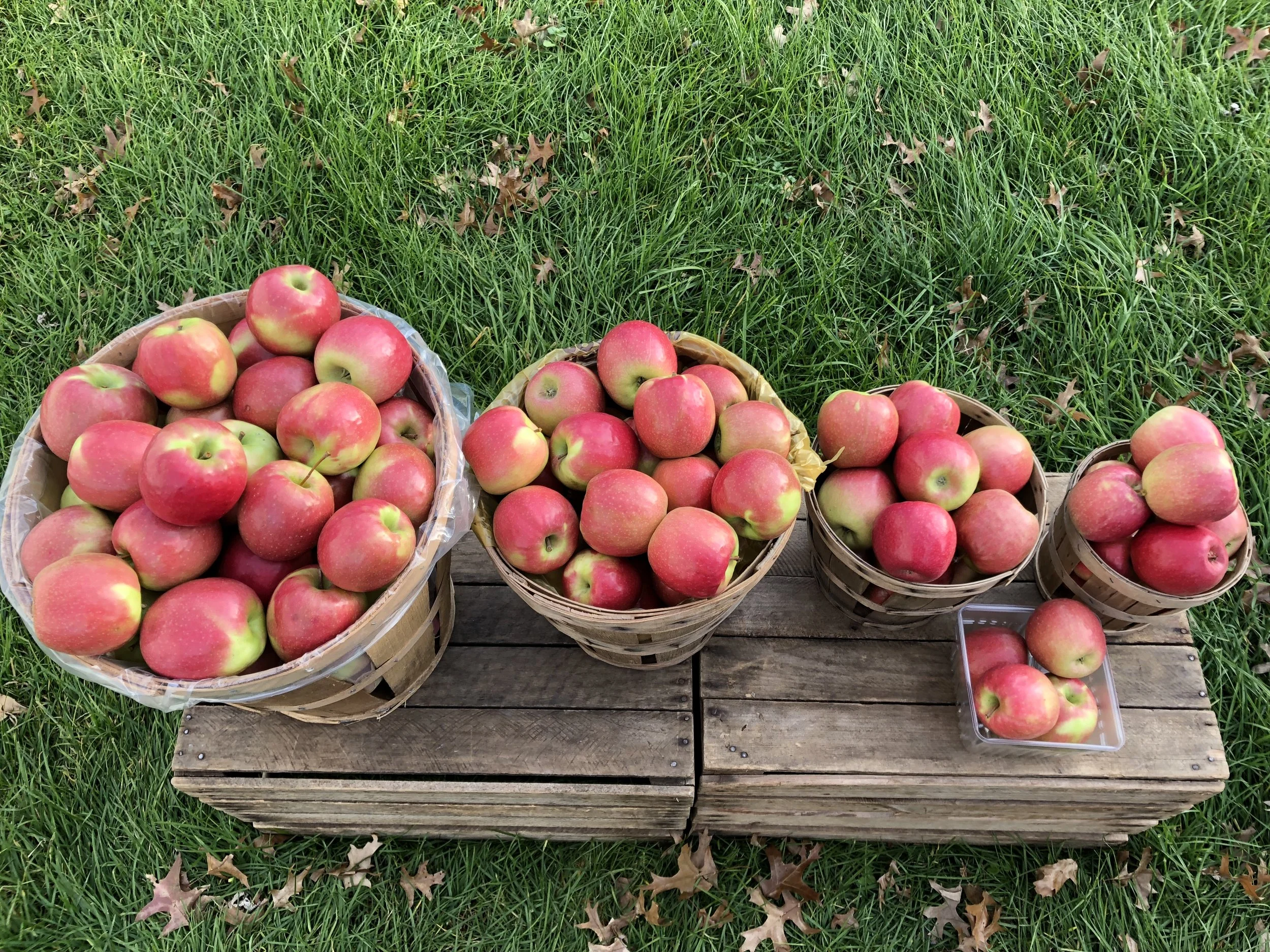 Pink Lady Baskets IMG_3639.JPG