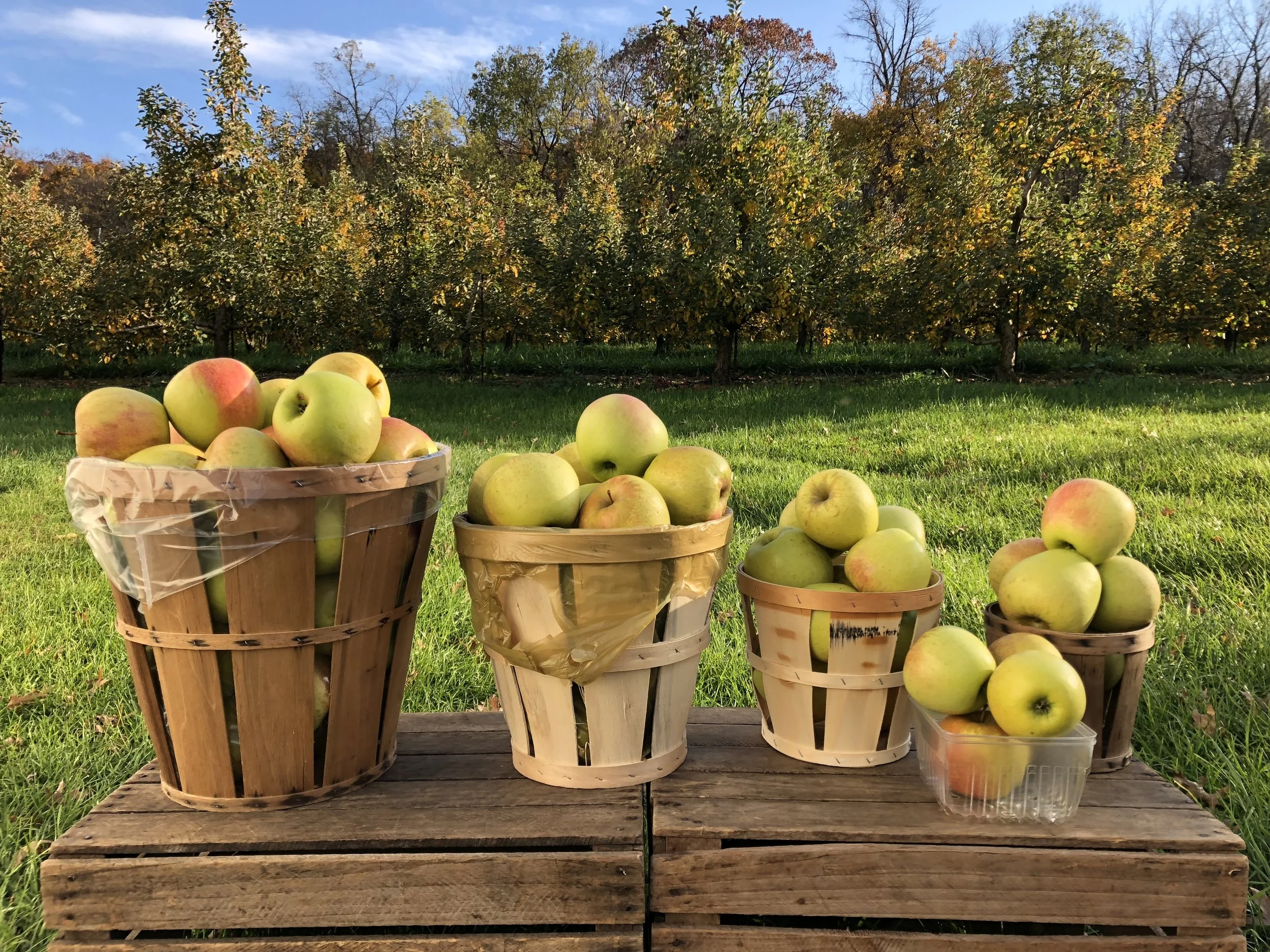 Sun crisp baskets IMG_3635.JPG