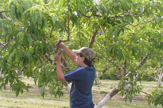 Applying pheromone dispensers for the Peach Tree Borer to peach trees.