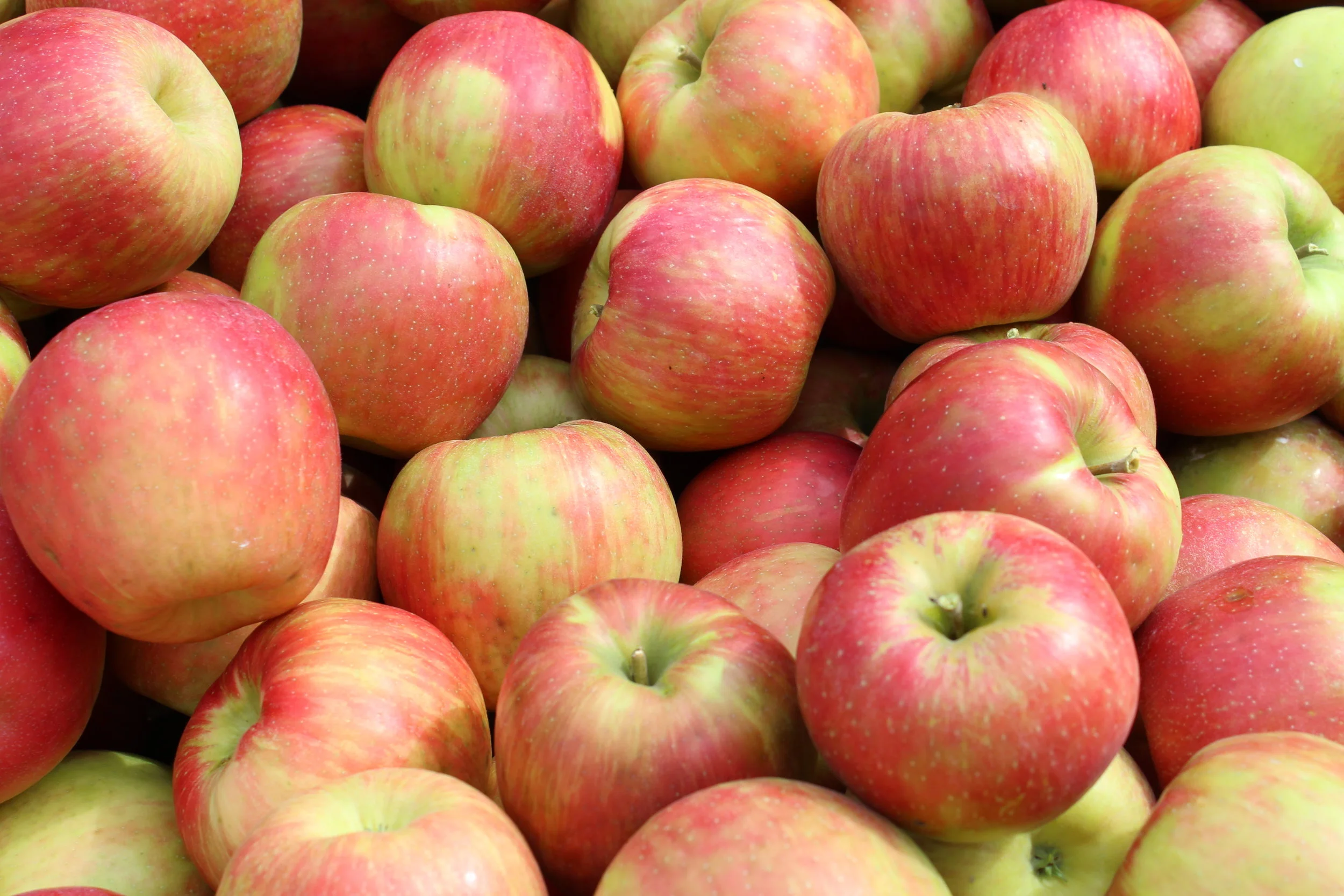 Honey Crisp apples IPM Local Dalmatia PA