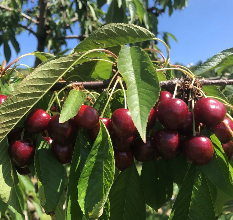 Cherries — K. Schlegel Fruit Farm, LLC