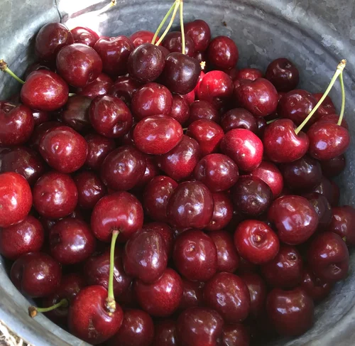 Cherries — K. Schlegel Fruit Farm, LLC