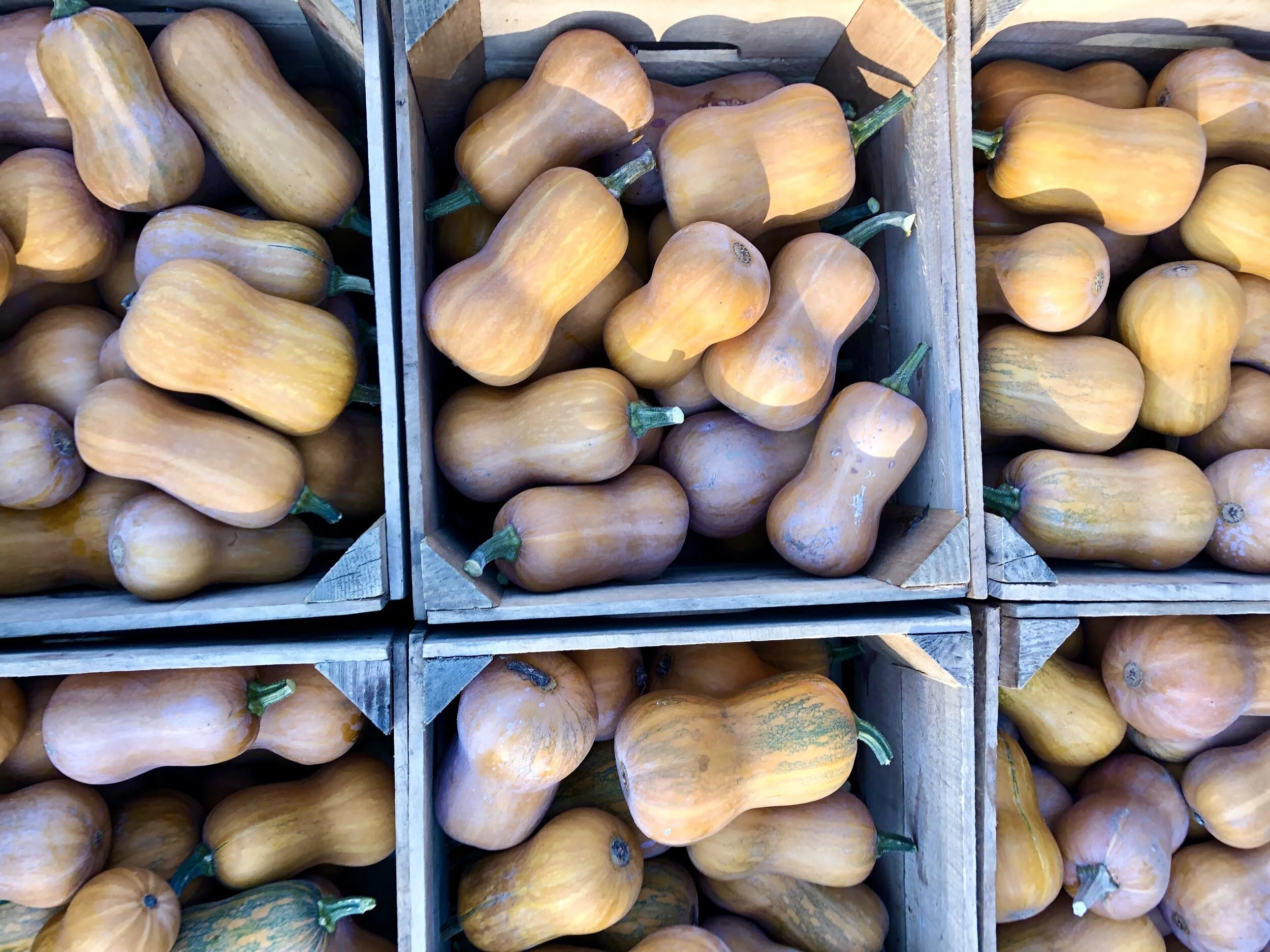 Winter Butternut Squash IPM Local Dalmatia PA