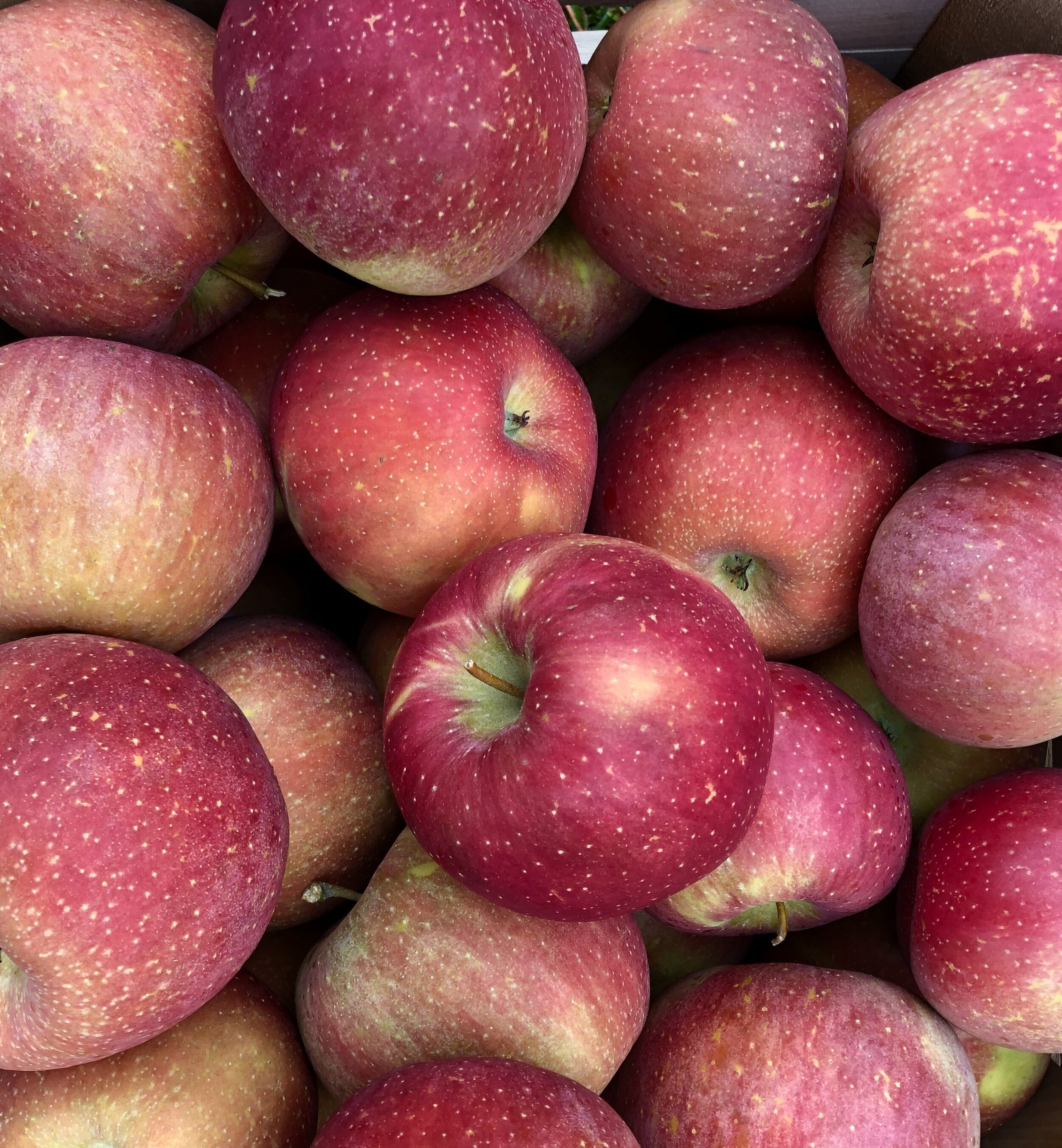 Plums — K. Schlegel Fruit Farm