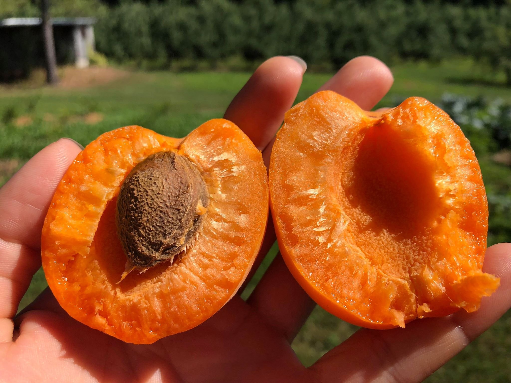 Apricot split.jpg