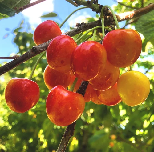 Cherries — K. Schlegel Fruit Farm, LLC
