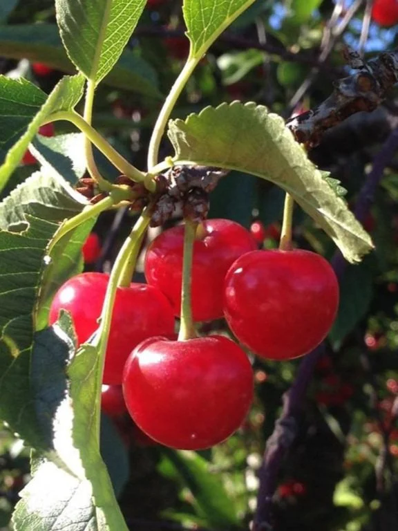 Cherries — K. Schlegel Fruit Farm, LLC