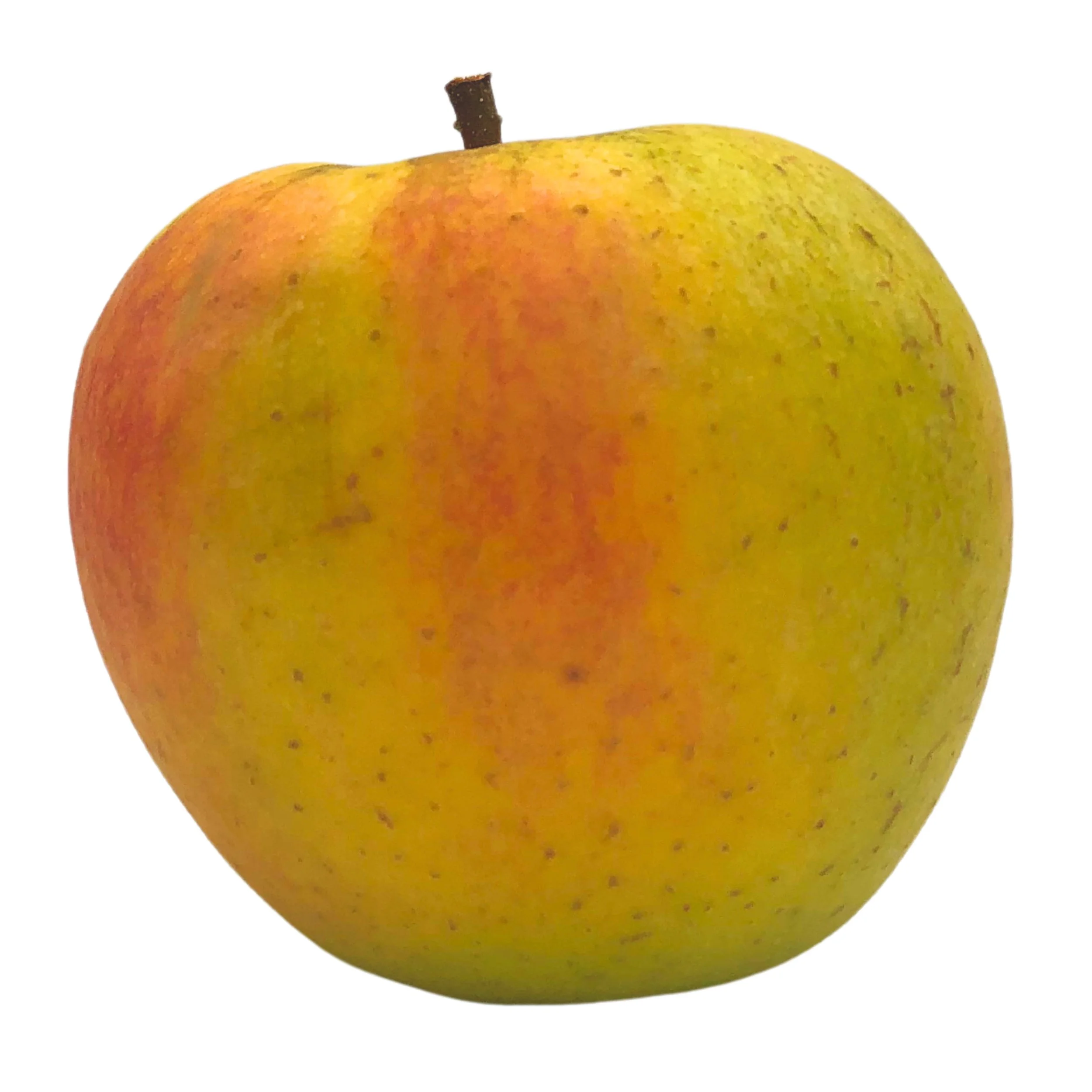 Suncrisp.jpg