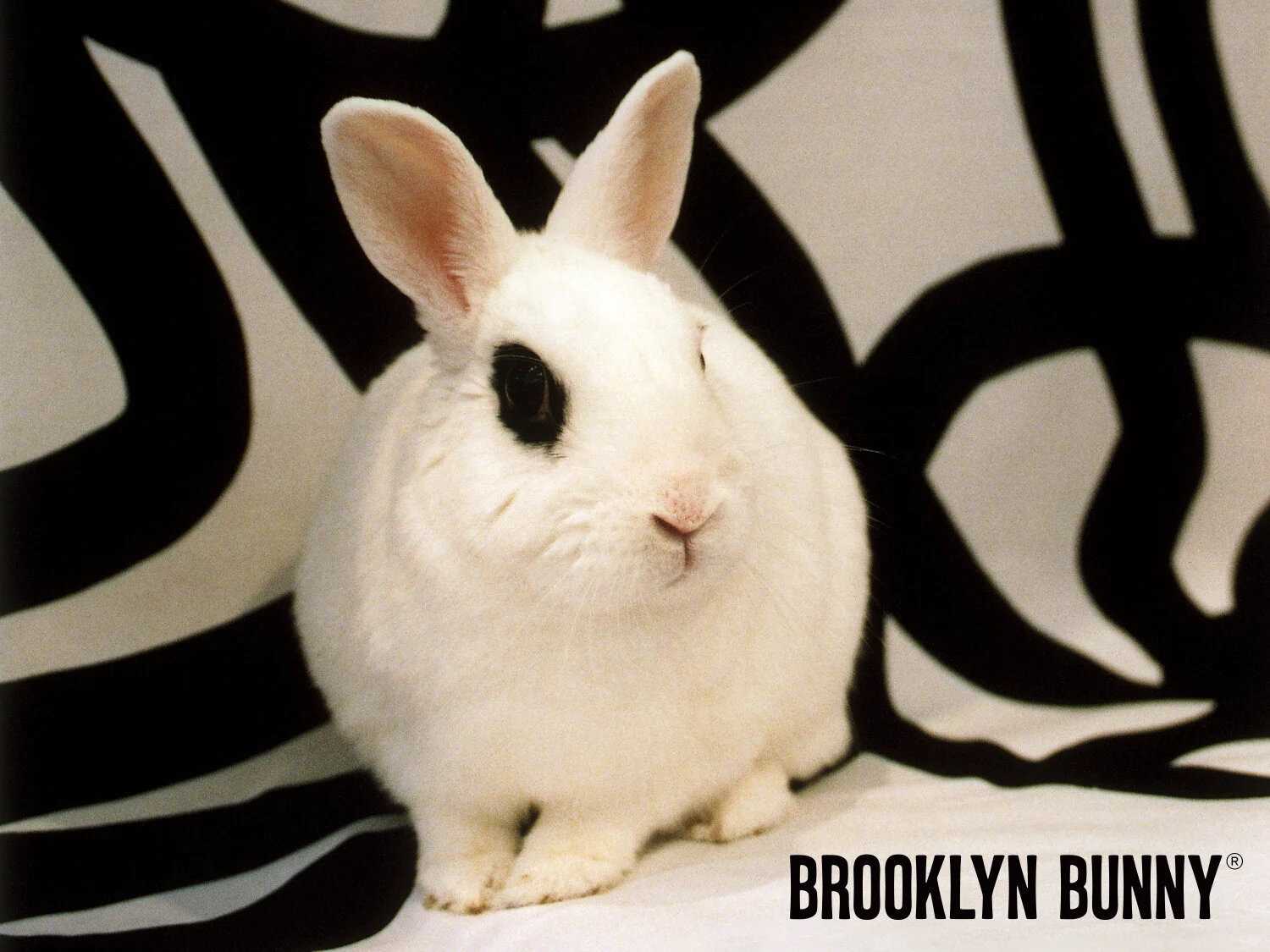 Roebling the Brooklyn Bunny