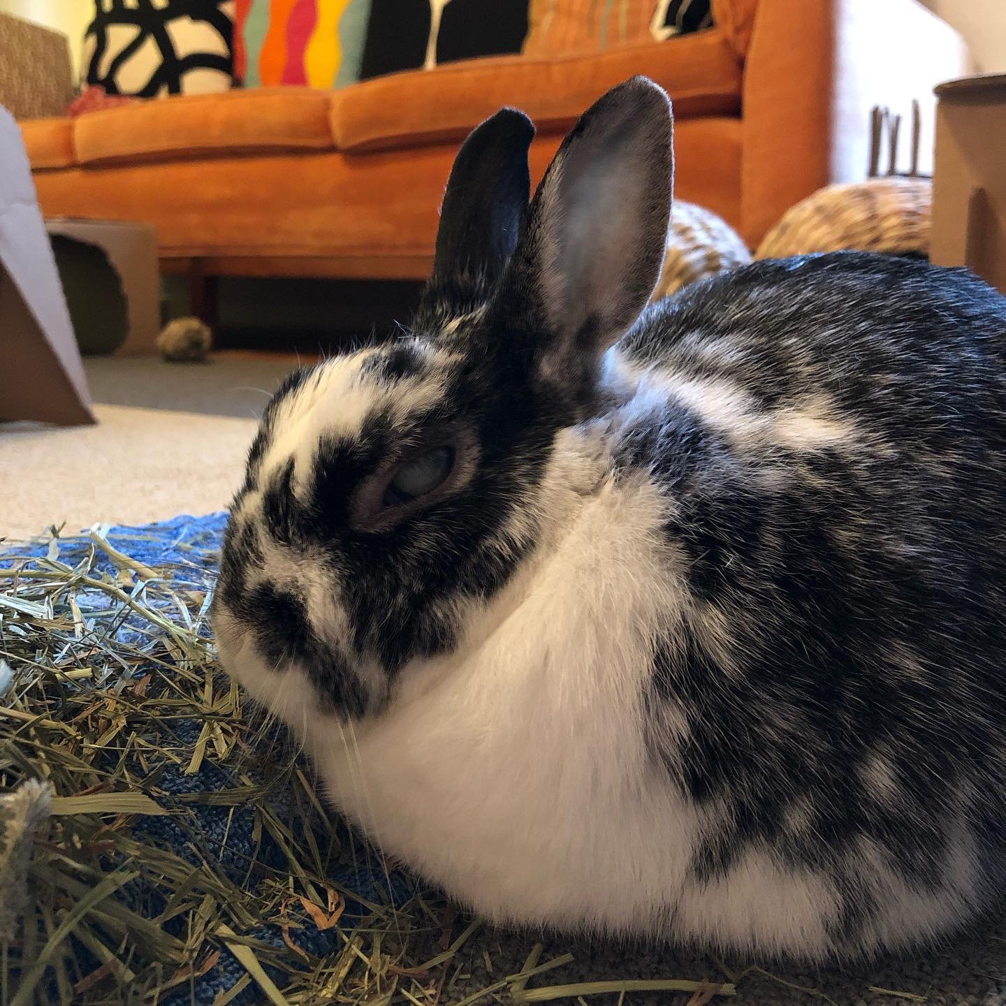 Theo likes to rest near his hay just in case he needs to snack while relaxing.