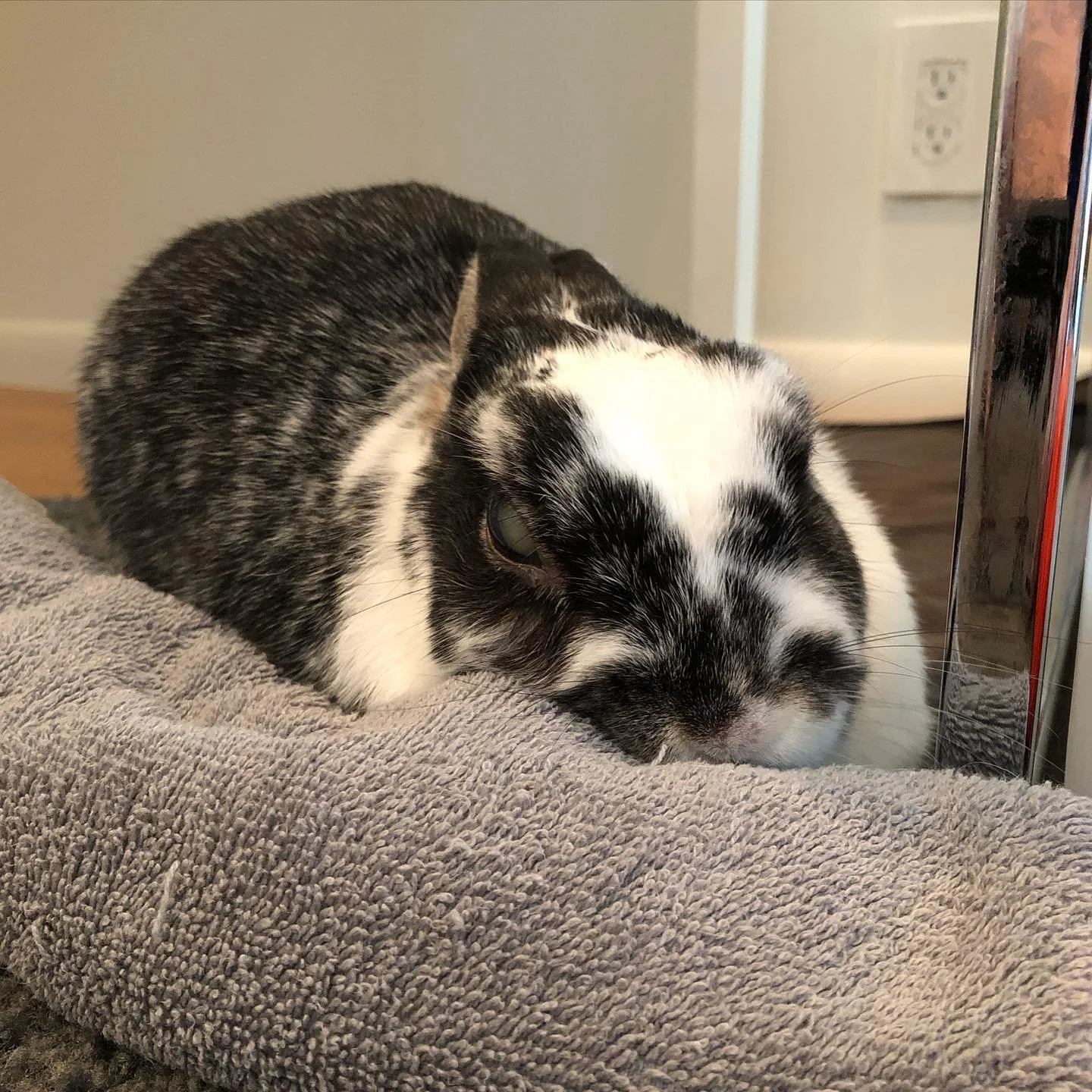 Theo is having a relaxing day cuddling with his fluffs.