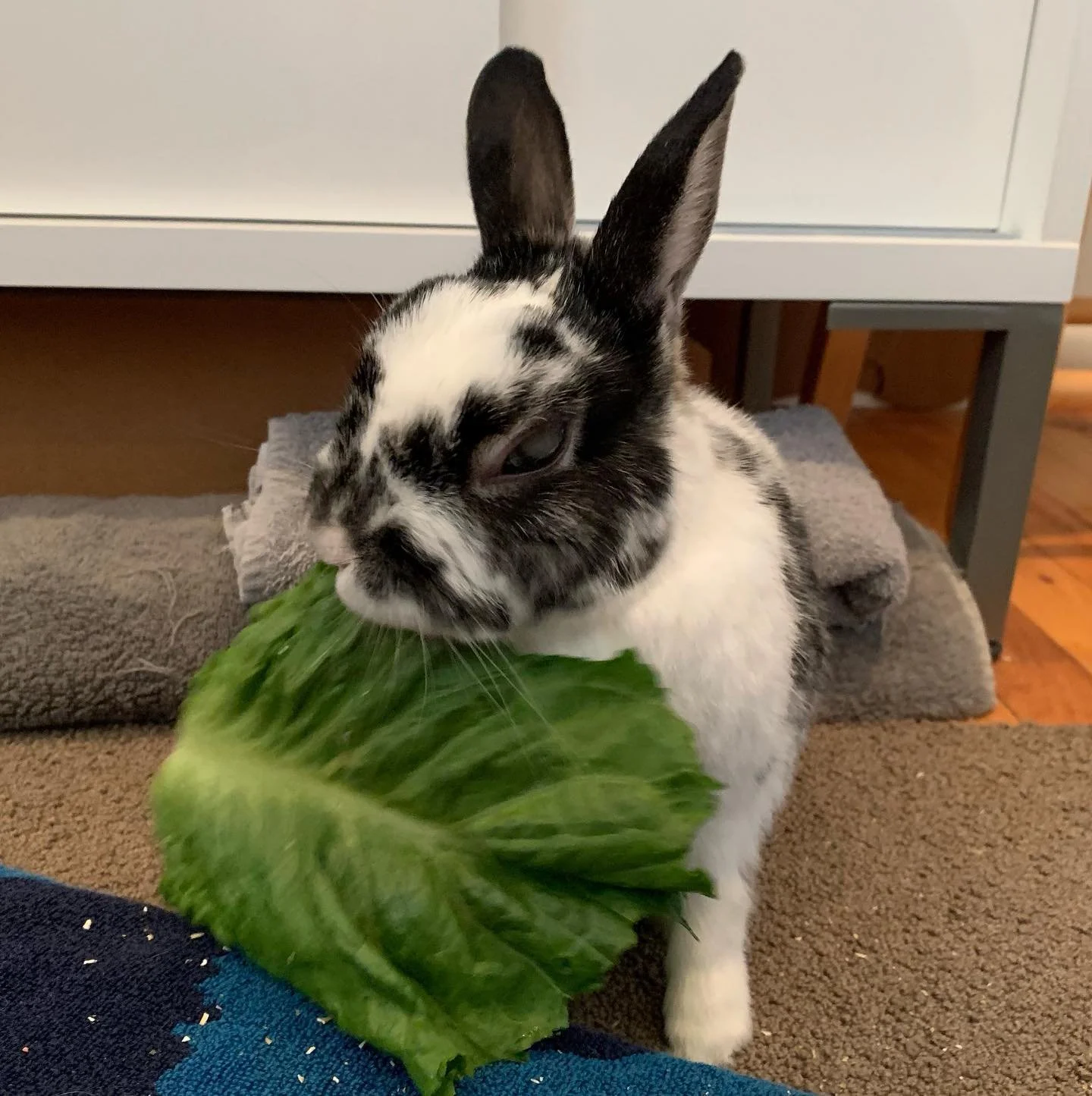 Happy Easter from Theo van Chewsburg