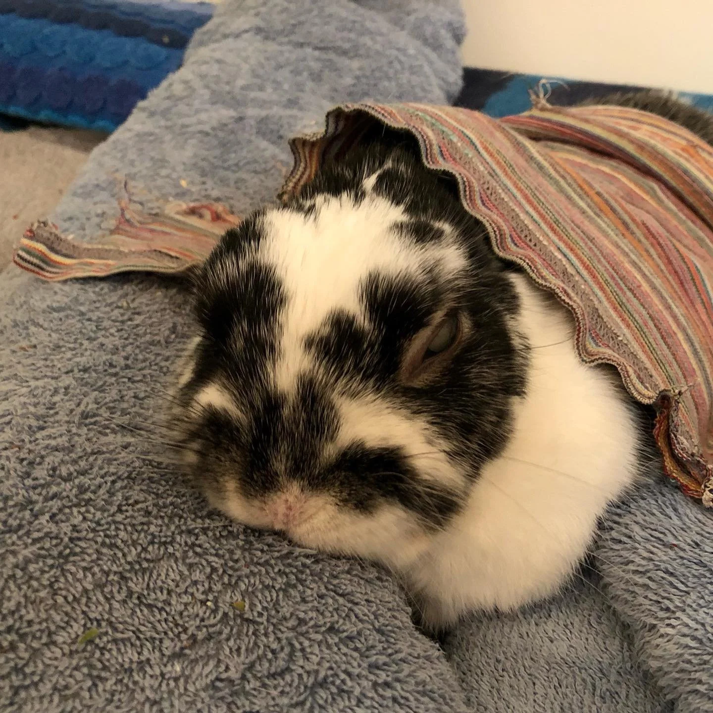 Our boy Theo nestled-in this chilly Sunday afternoon. Theo recently lost his eyesight. It occurred slowly over the past three years. He is still very happy and dashes around the house with no issues.