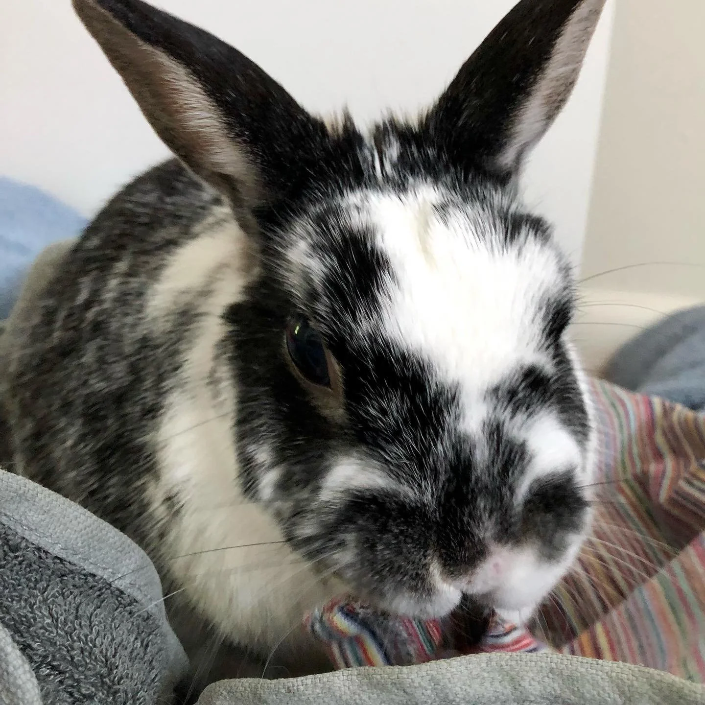 Someone was caught nibbling a blanket. That someone was Theo van Chewsburg.