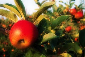 Apples-300x200.jpg