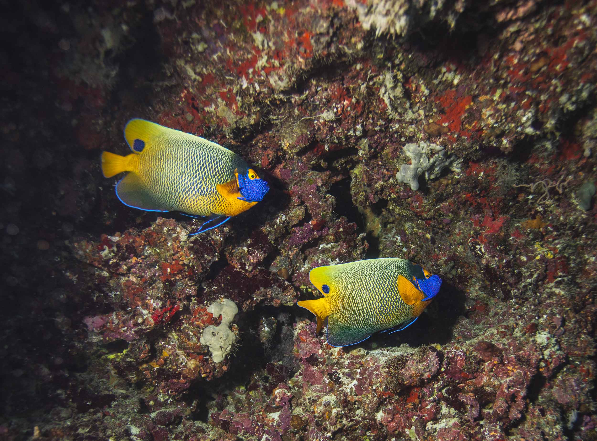 maldives-underwater-reef-fish-marine-2.jpg