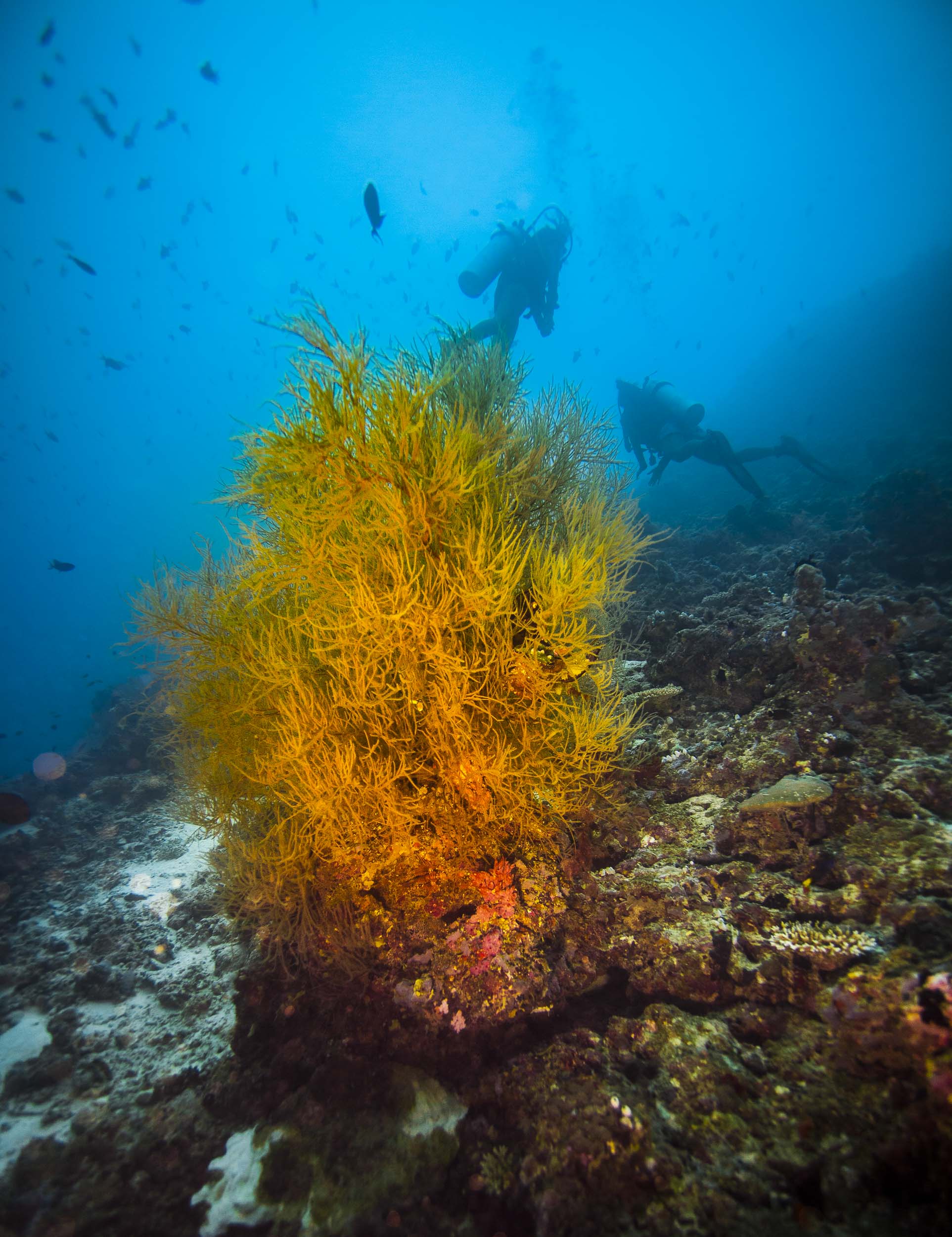 maldives-underwater-reef-fish-marine-3.jpg