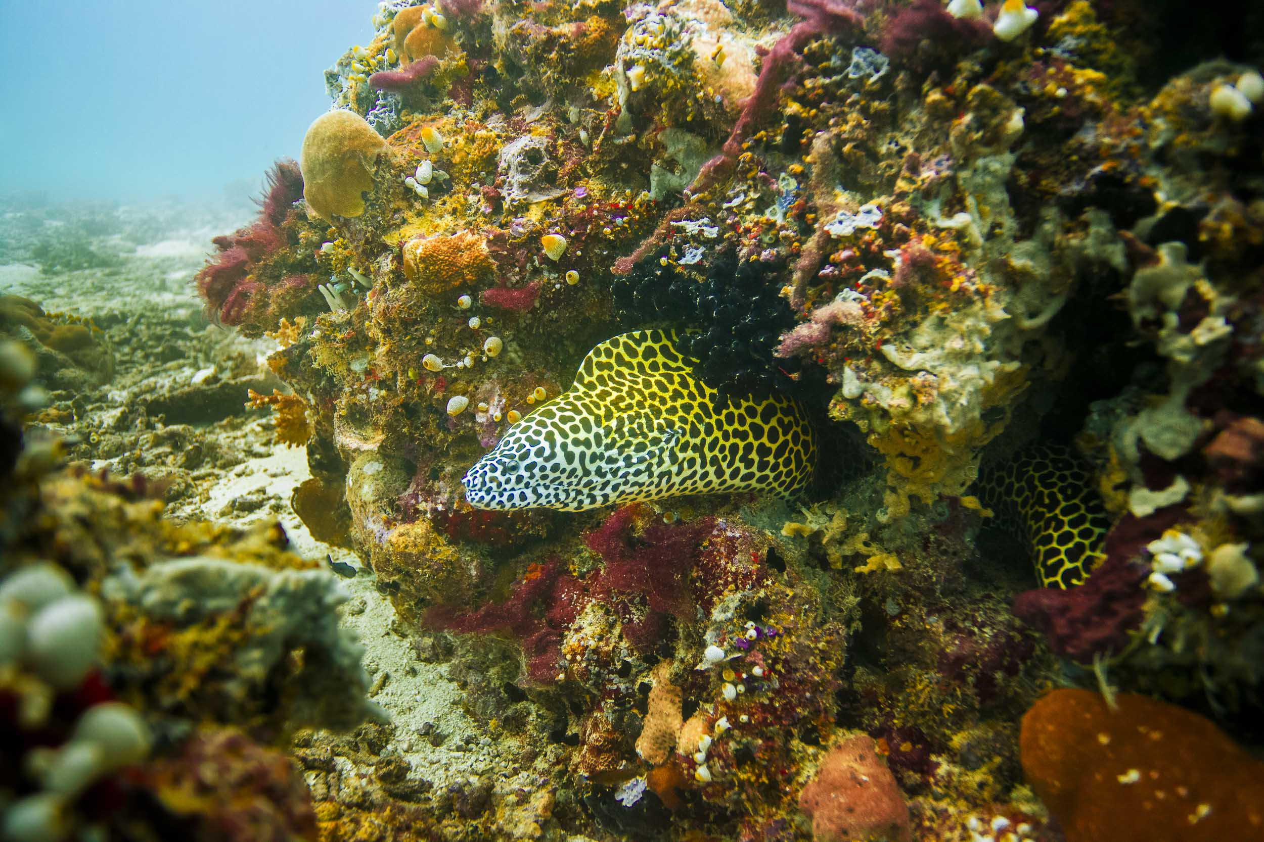 maldives-underwater-reef-fish-marine-6.jpg