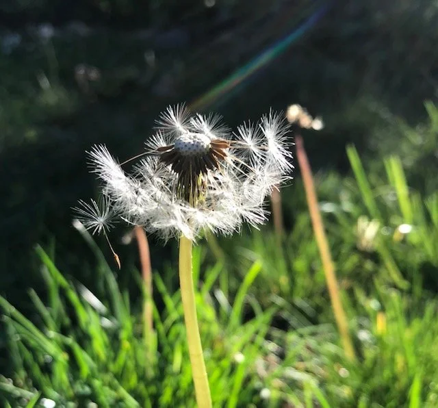 Field Notes -- Seeds 