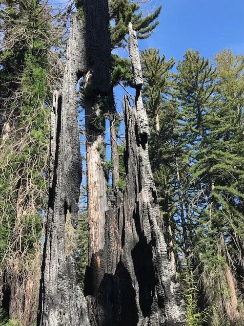 charred remainder of tree trunk in the foreground with redwoods bearing new growth in the background against a blue sky