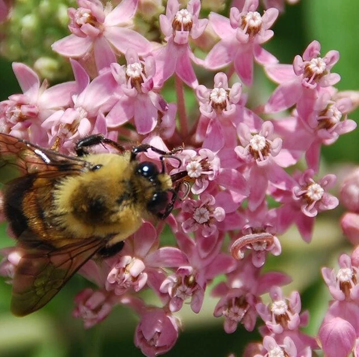 AUGUST 2, 2021 - JESSICA FOX (EXECUTIVE PRODUCER - POWER FOR POLLINATORS)

Listen to the full interview using the link on the main page.

&ldquo;Power for Pollinators&rdquo; explores that all private and corporate land owners and land managers have a