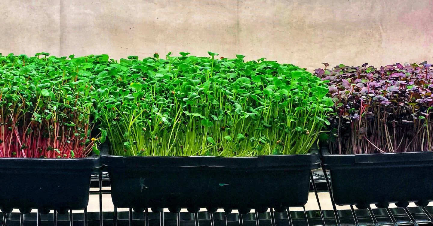 micro acres.jpg