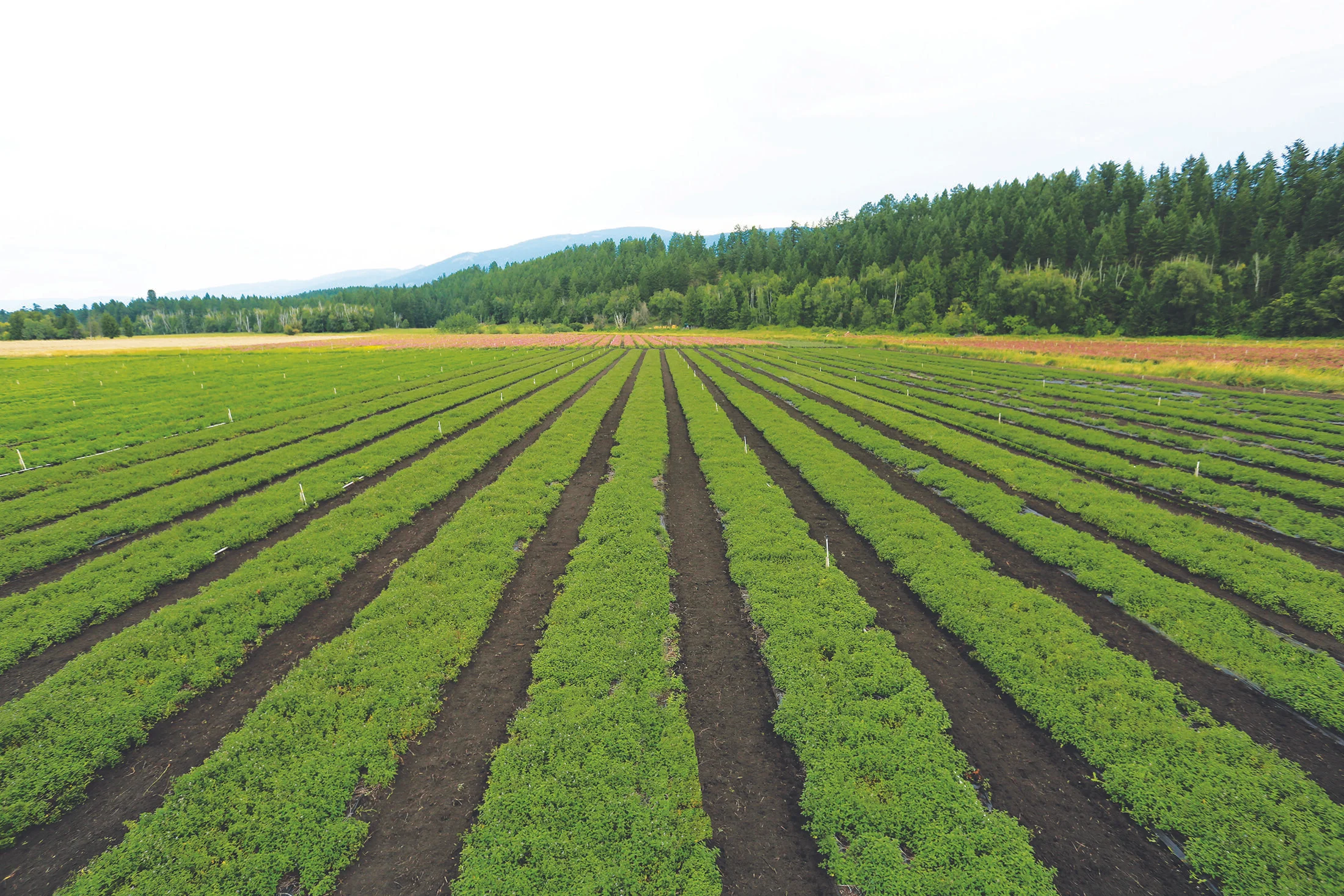 assured farms.jpg