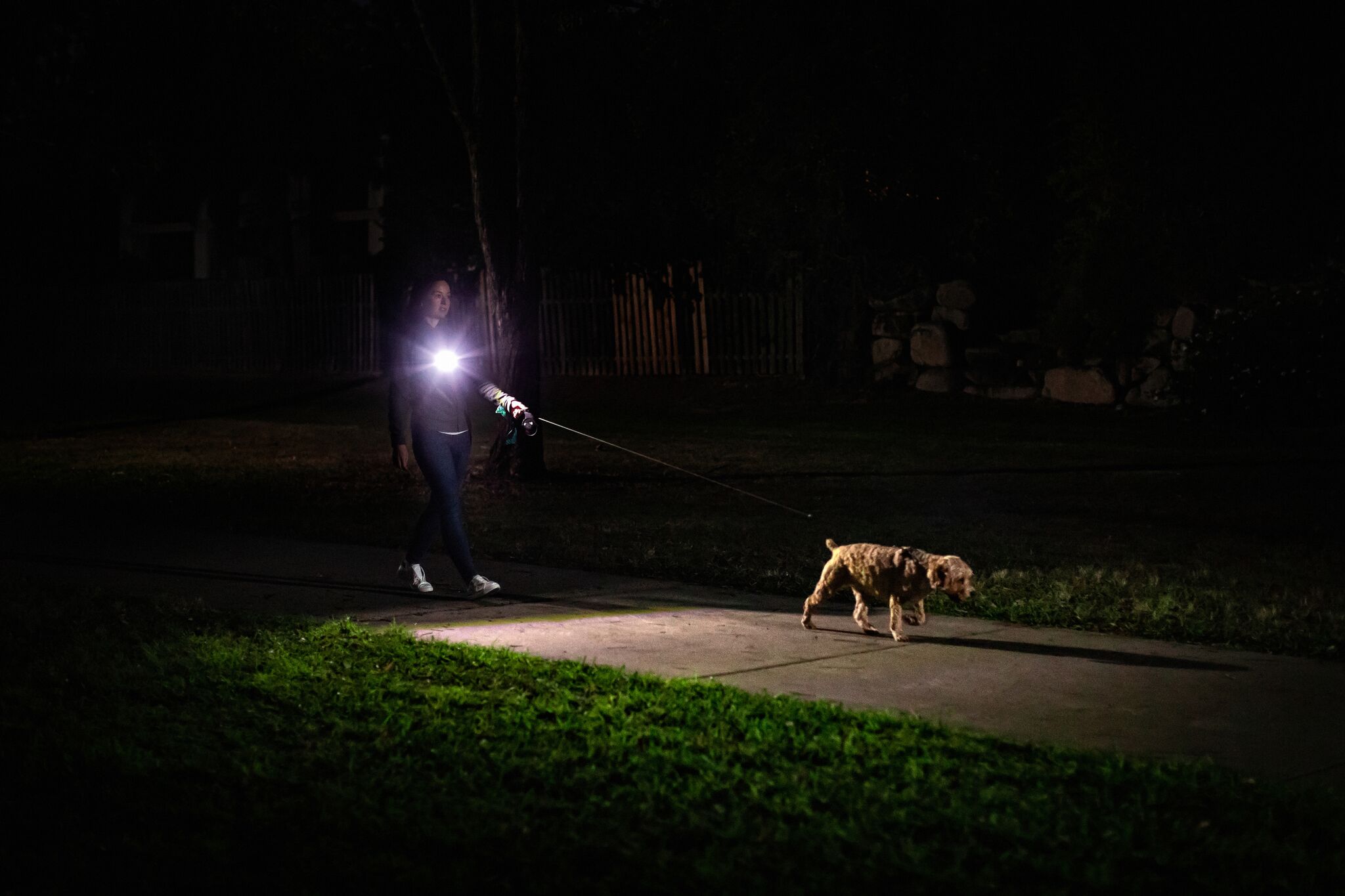 Dog Walking.jpeg