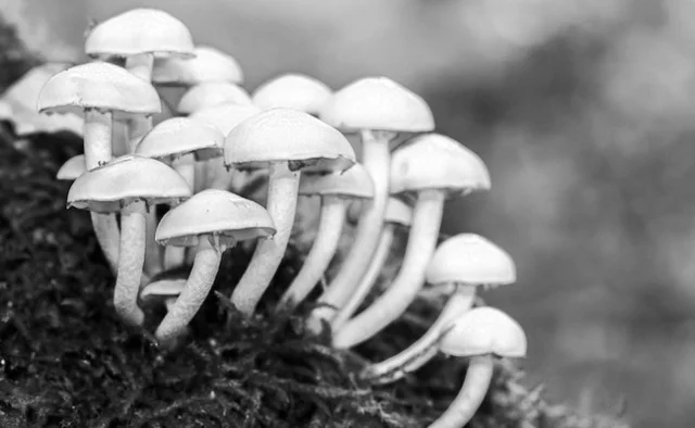 different-types-of-mushrooms.jpg