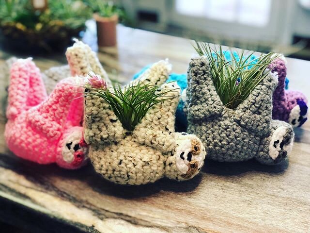 More sloths just arrived! Message or call us to get yours! Includes air plant and hanger for $19.99 #divineyourspace #sloth #airplant