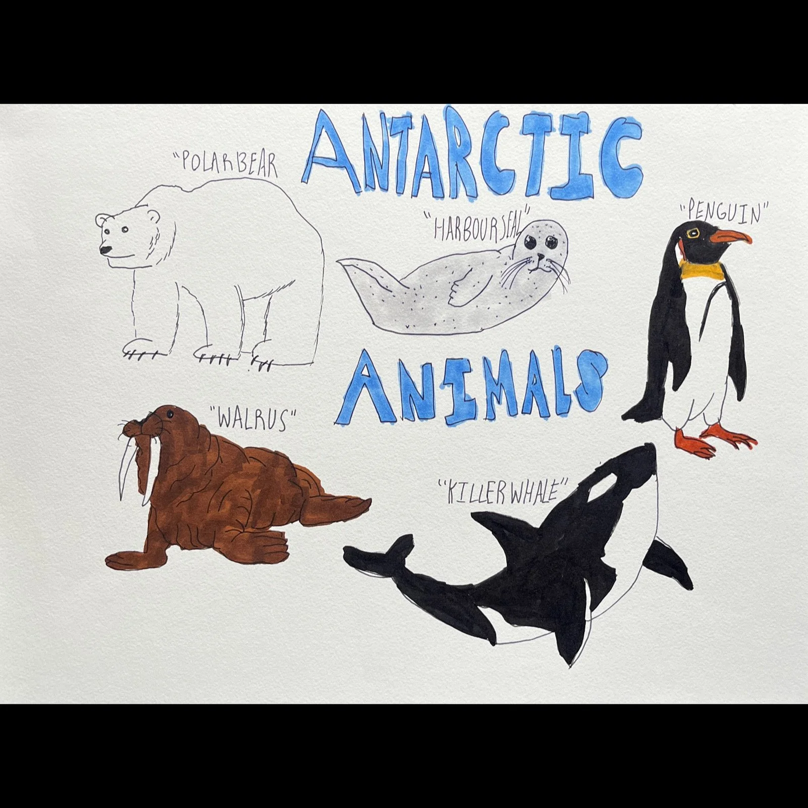James Roll - Antarctic Animals
