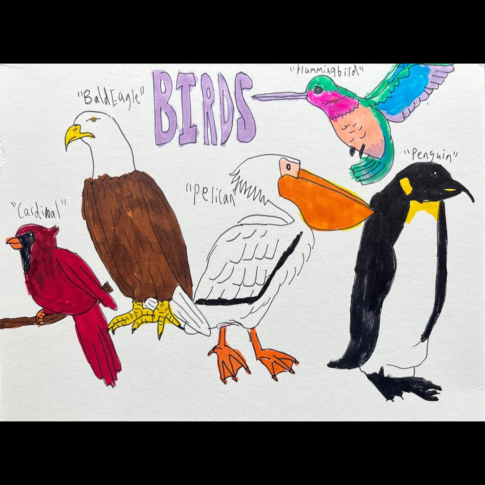 James Roll - Types of Birds