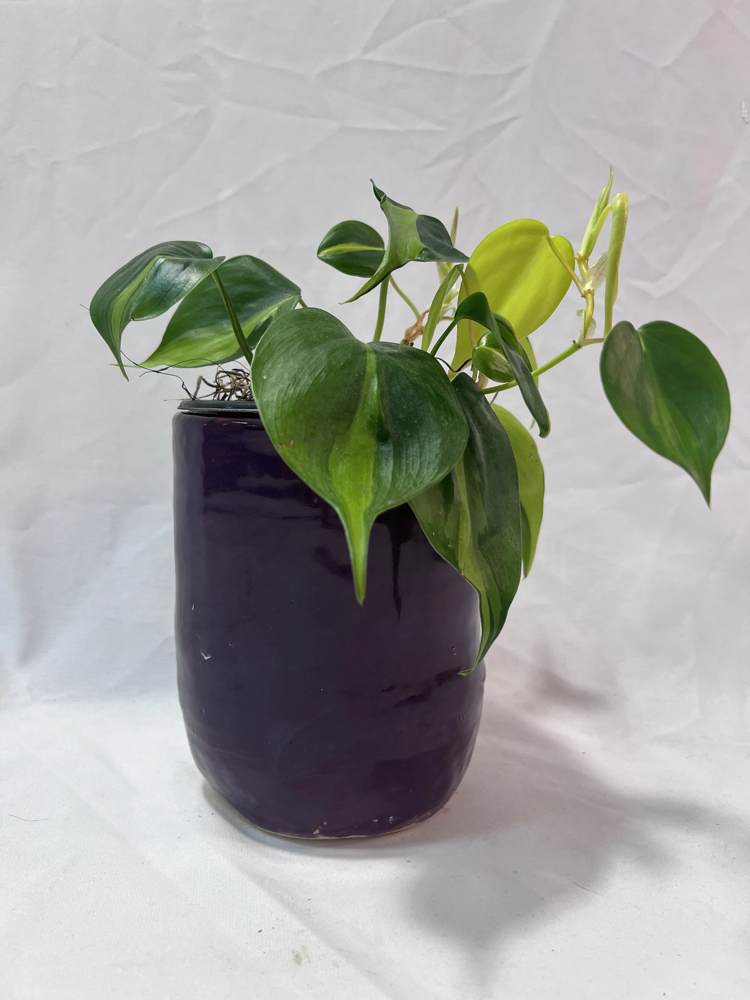 planter3.jpg