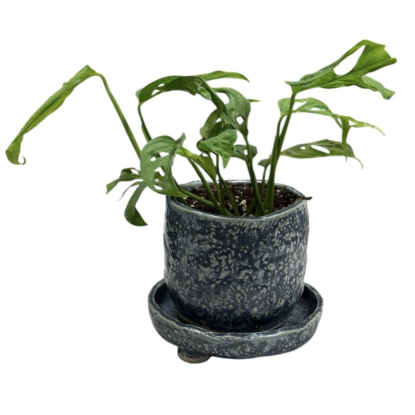 PhotoRoom_20260121_123908 2.jpg