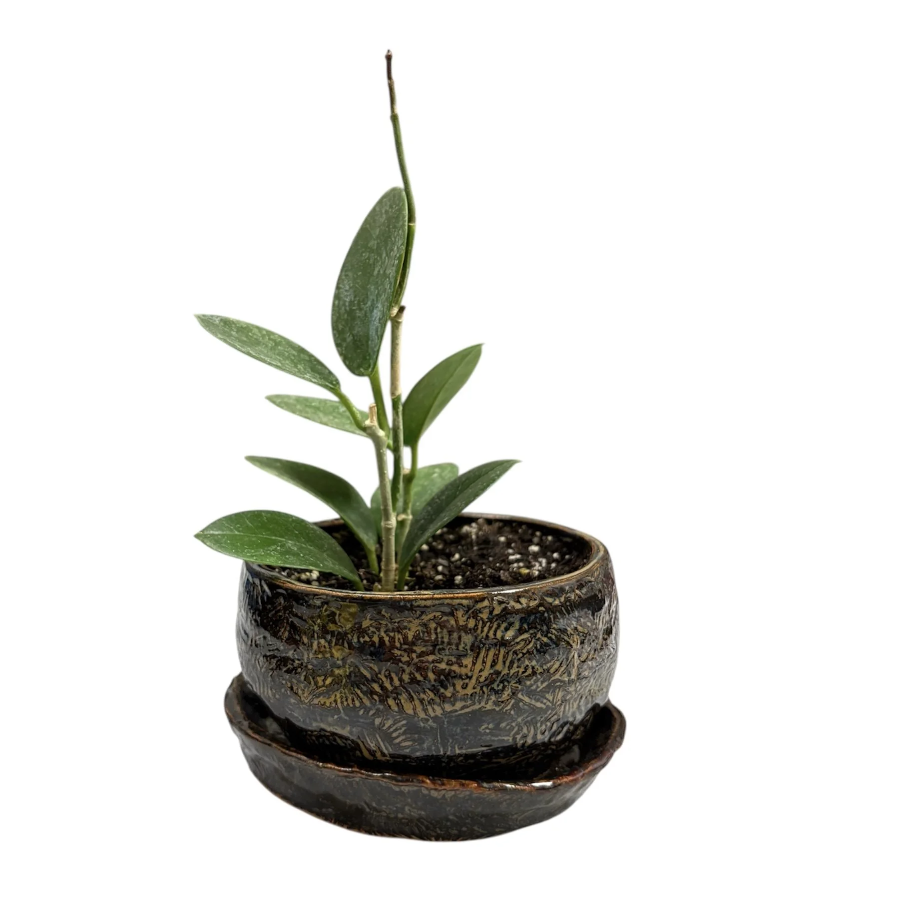 PhotoRoom_20260121_123849 2.jpg