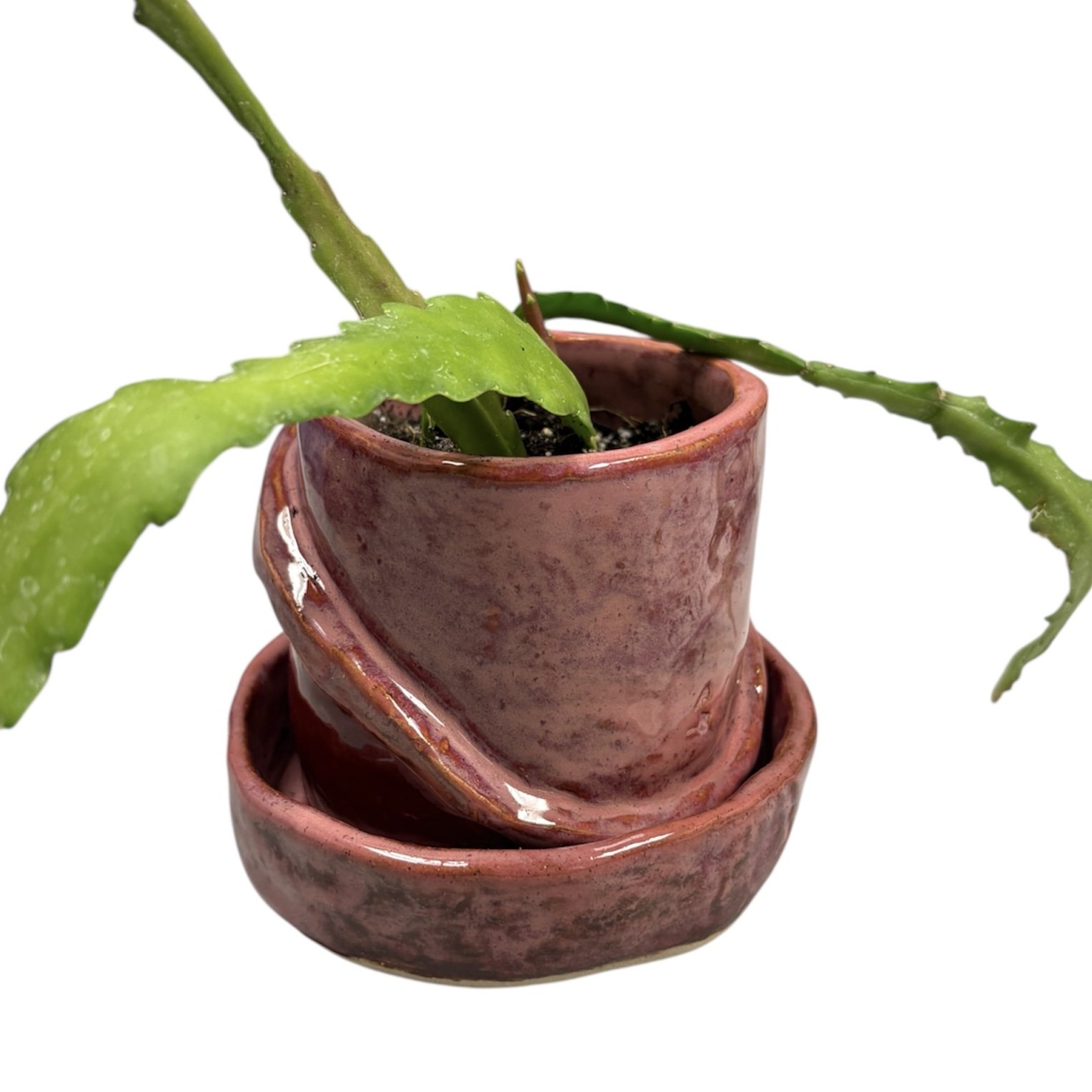 PhotoRoom_20260121_124012 2.jpg