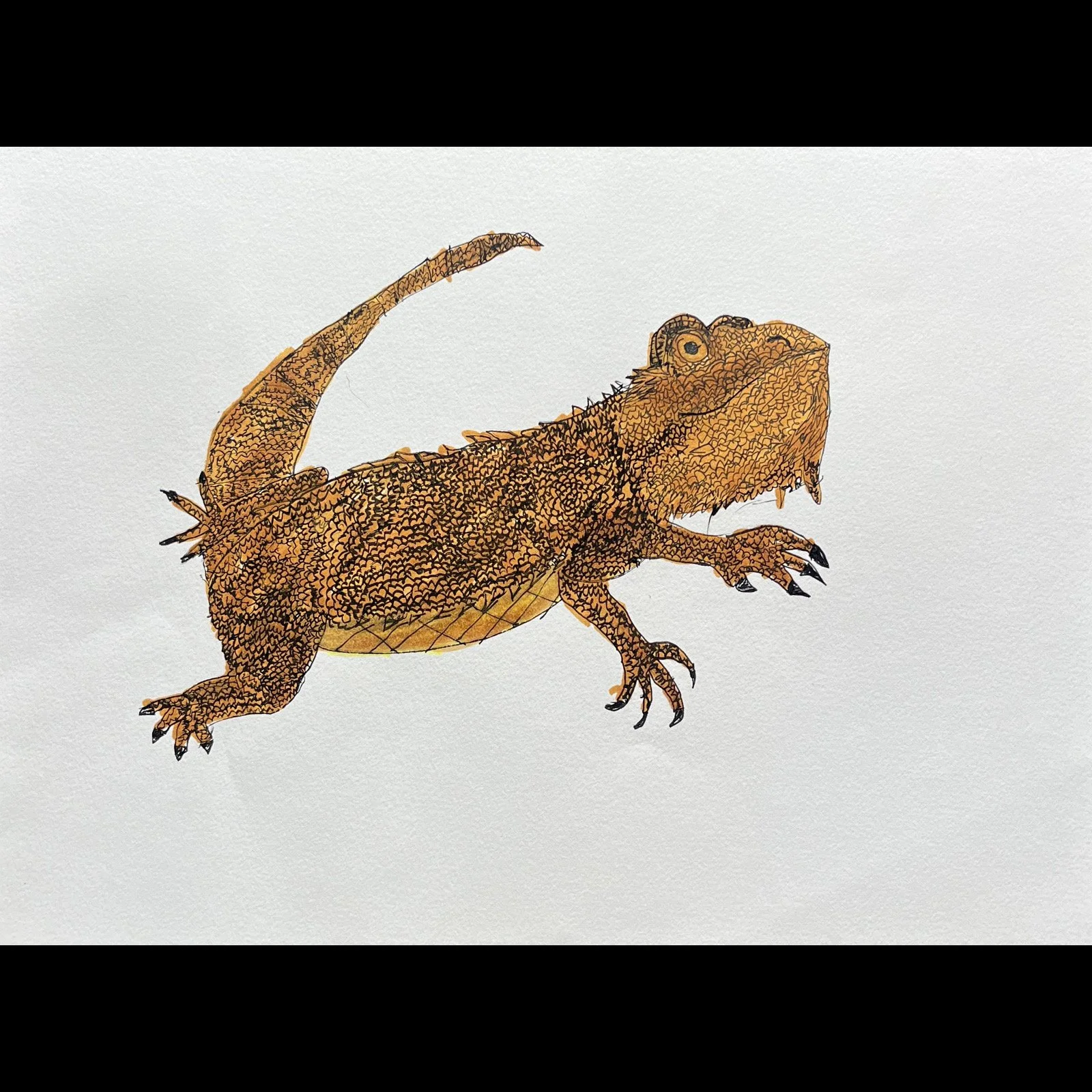 James Roll - Bearded Dragon
