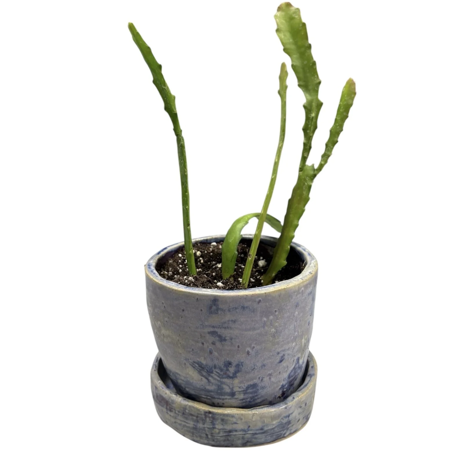 PhotoRoom_20260121_124032 2.jpg