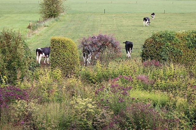 Moooove over....social distancing seems to come naturally to the cows at Piet Oodolfs garden.
:
:
#forgetherdmentality#gardendesigners#pietoodolf