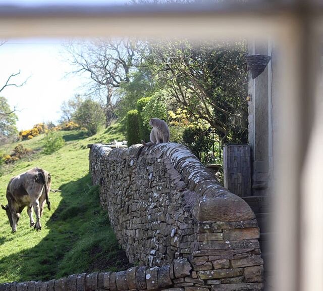 Charlotte watching the cat watching the cow...