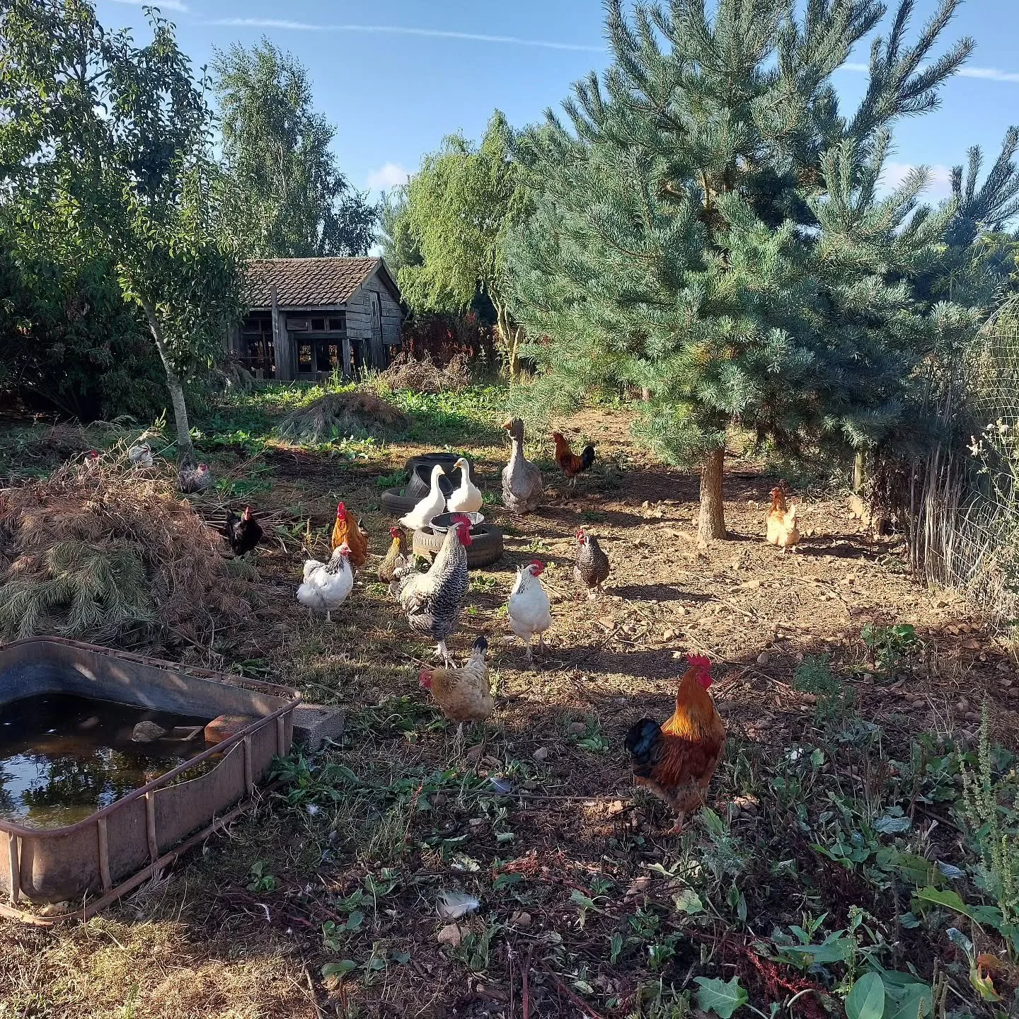 Dreaming of the goodlife!! Taken whilst staying on a biodynamic farm. We woke up one night startled by the sounds of tractoring in the moonlight!

#ruralidyll#henpecked#countrylife