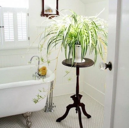 plants - spider plant.jpg