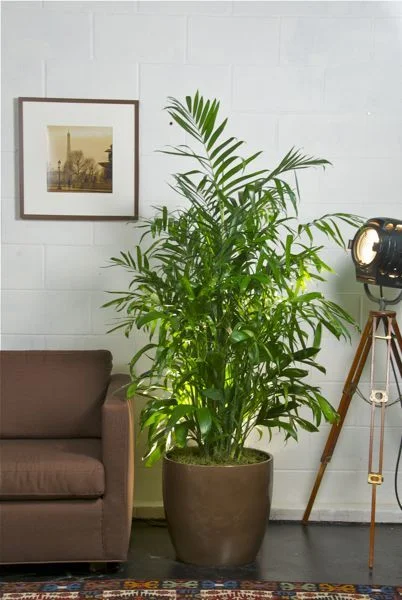 Plants - bamboo plant.jpg