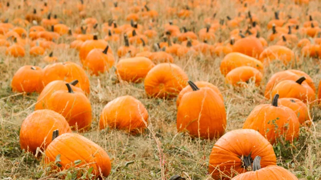 fun pumpkin patches large selection fall event