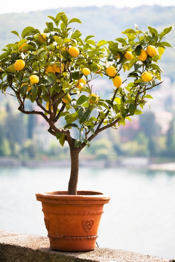 lemon tree.jpg