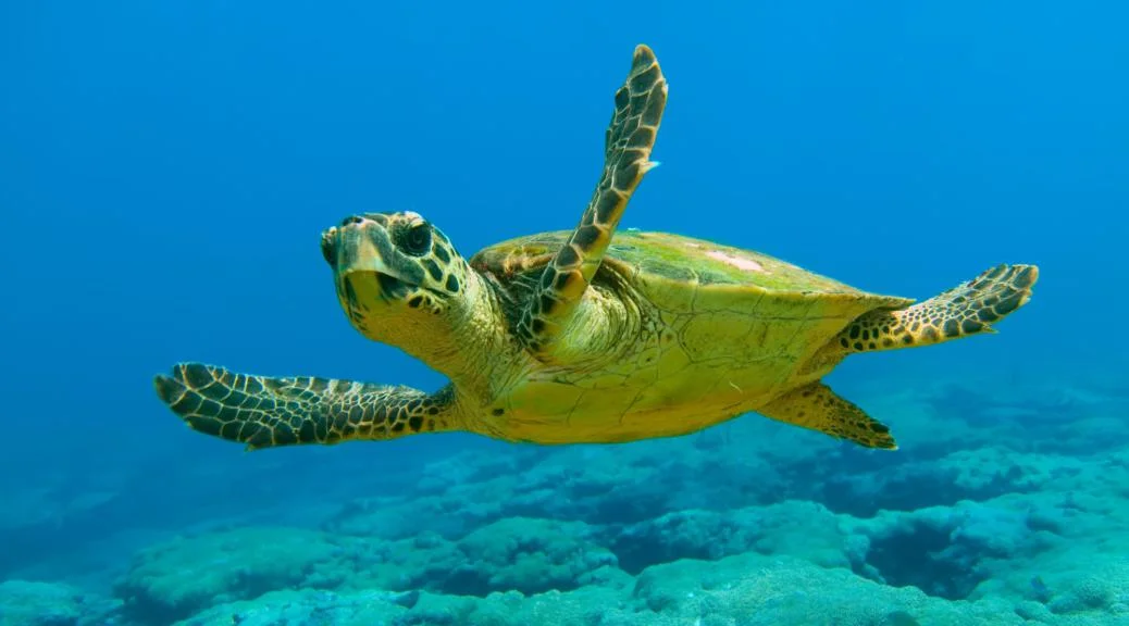 turtles.jpg