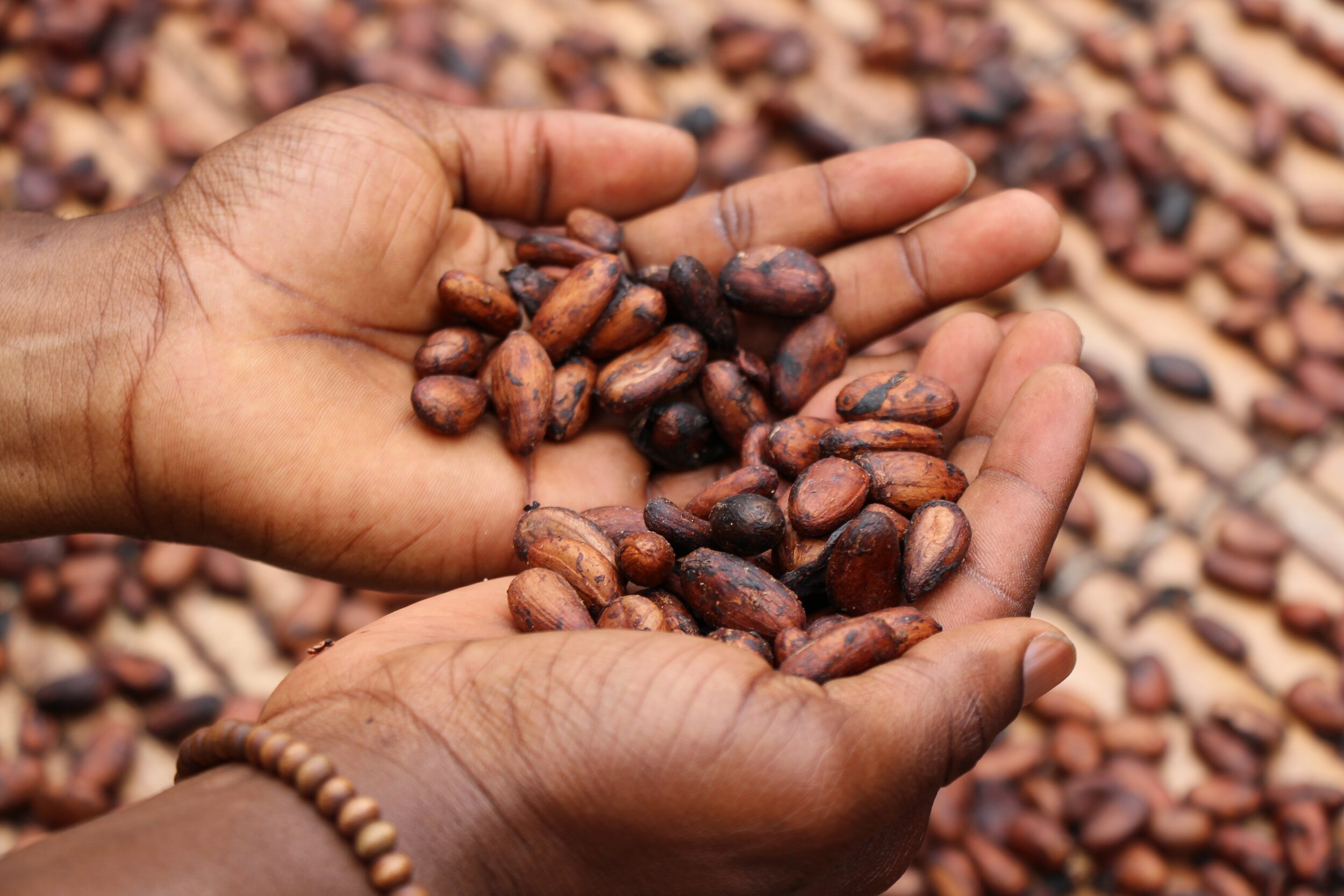 cocoa beans history of chocolate